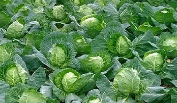 تصویر 1 از خرید کلم برگ سفید + قیمت فروش استثنایی